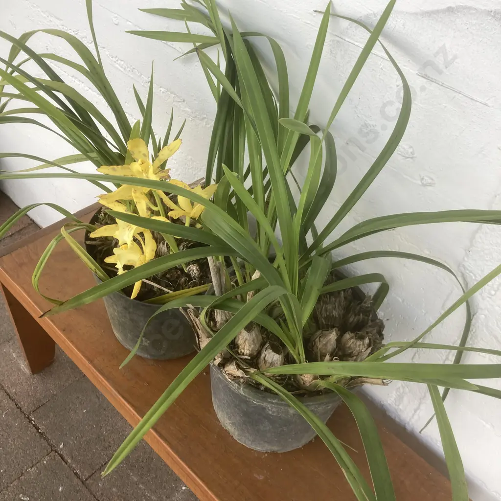 Pair of Potted Orchids Image 1++