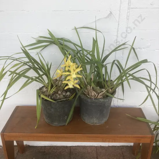 Pair of Potted Orchids