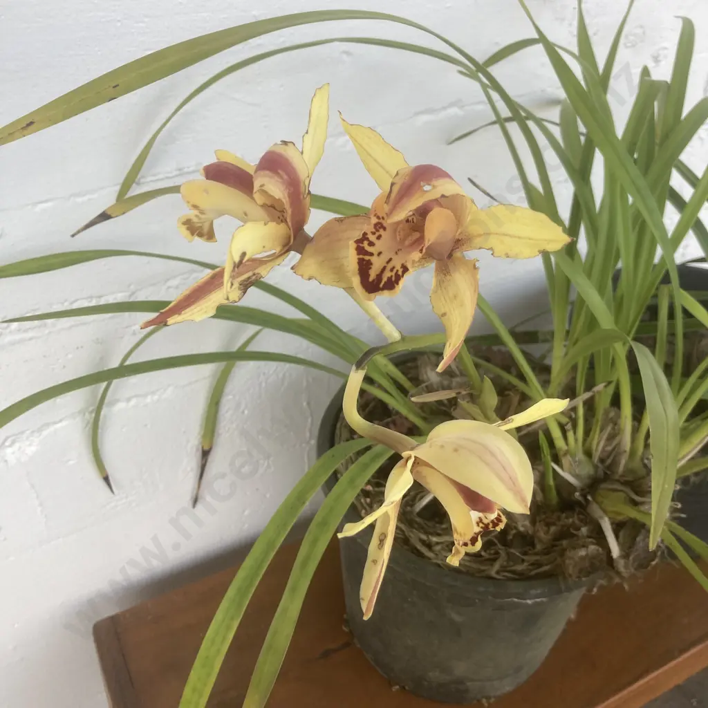 Pair of Potted Orchids Image 1++