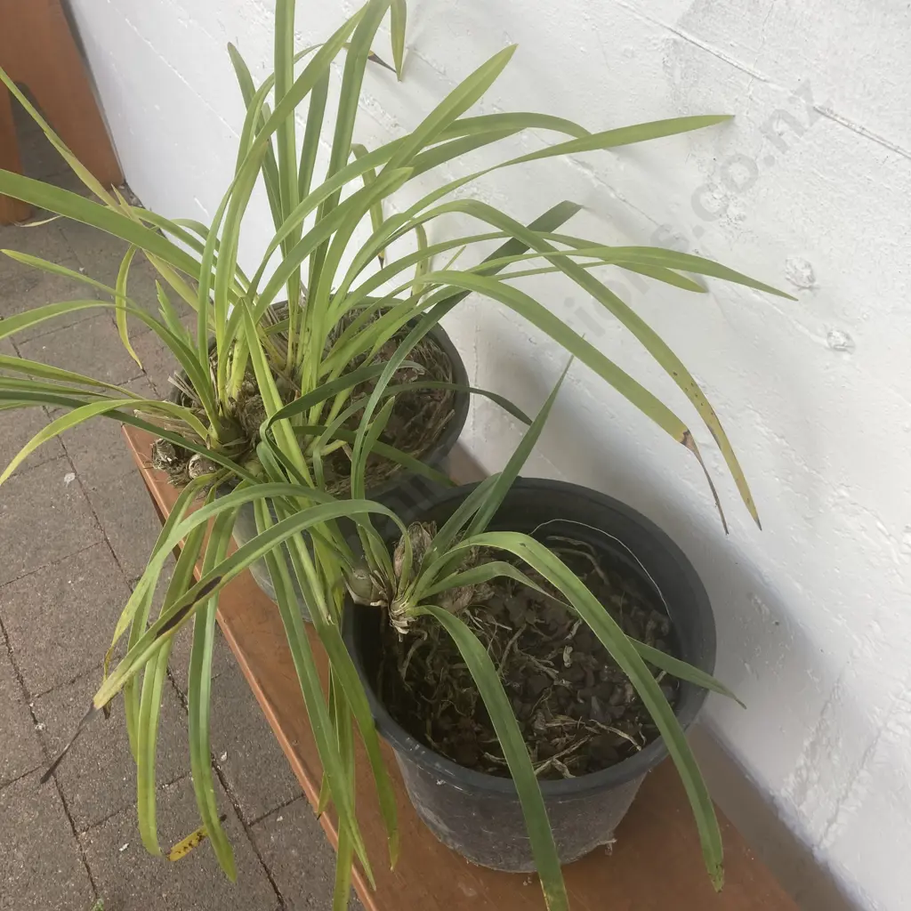 Pair of Potted Orchids Image 1++