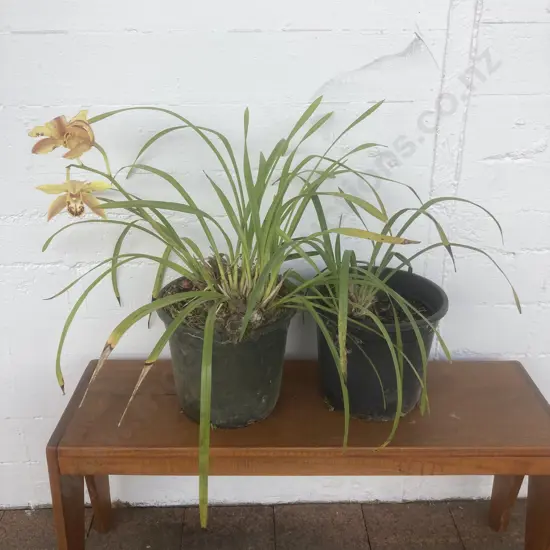 Pair of Potted Orchids