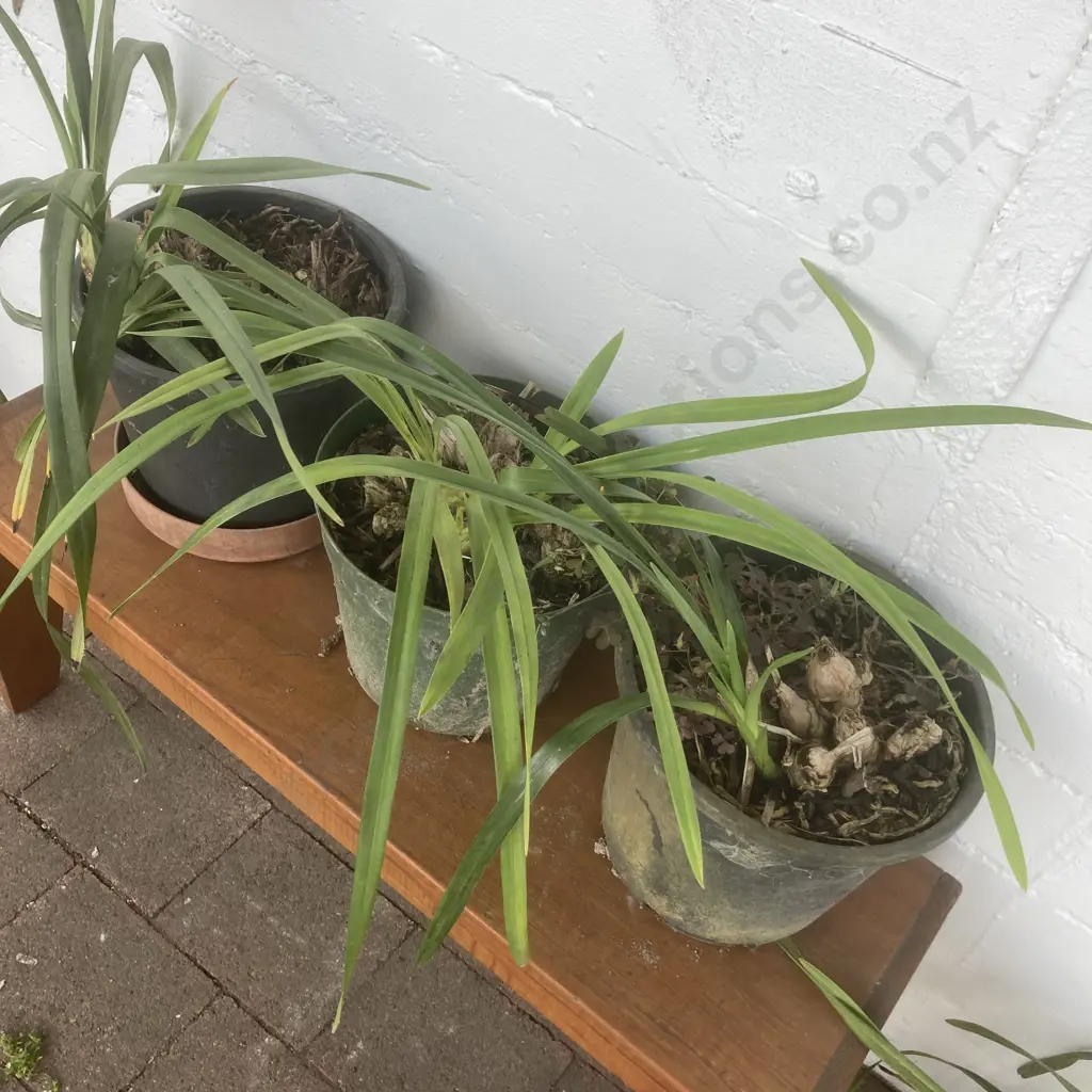 Lot of 3 Potted Orchids Image 1++