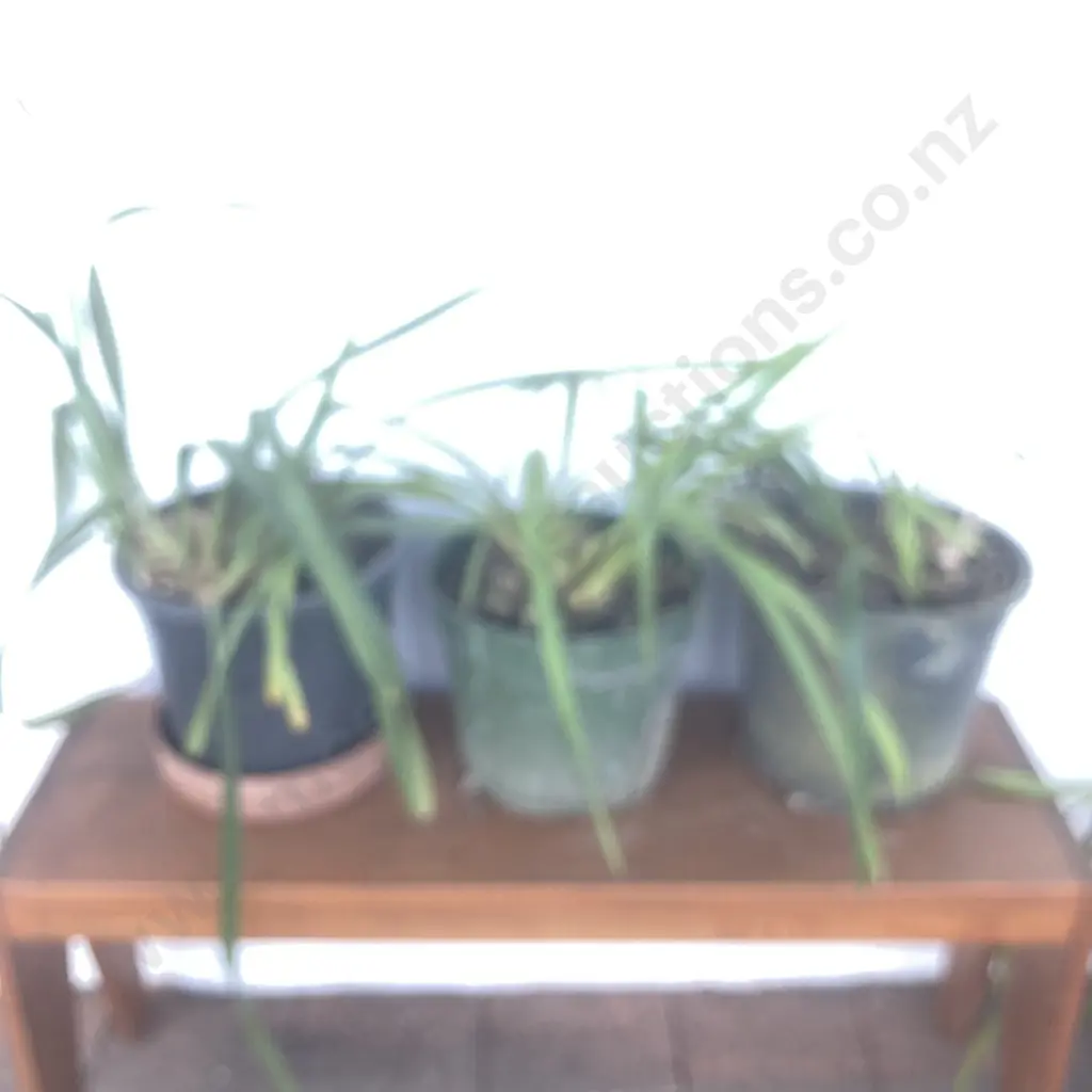 Lot of 3 Potted Orchids Image 1++