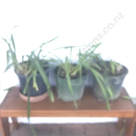 Lot of 3 Potted Orchids