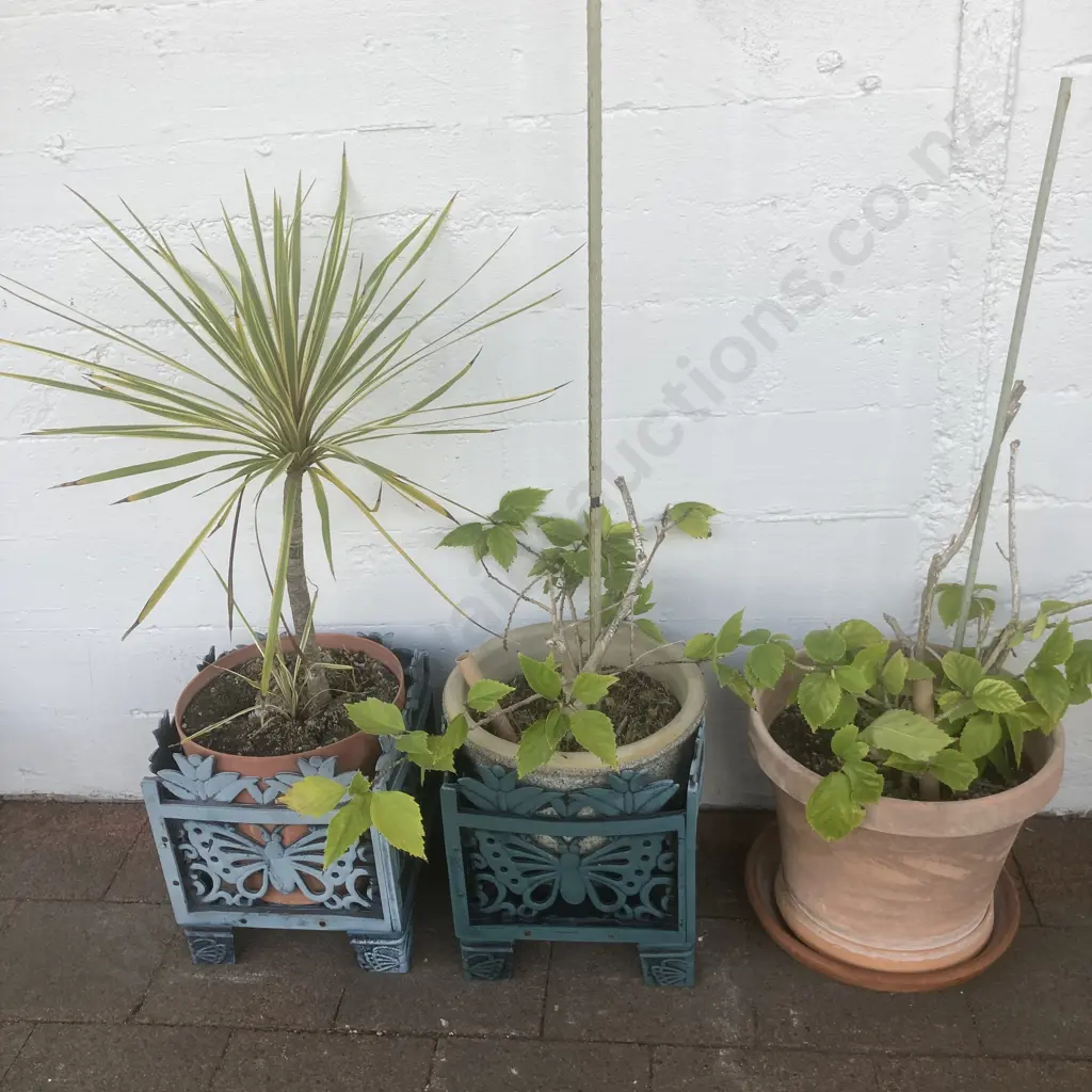 Pot Plants In Ornate Pot Stands x 2 With a Plant In Pot Image 1++