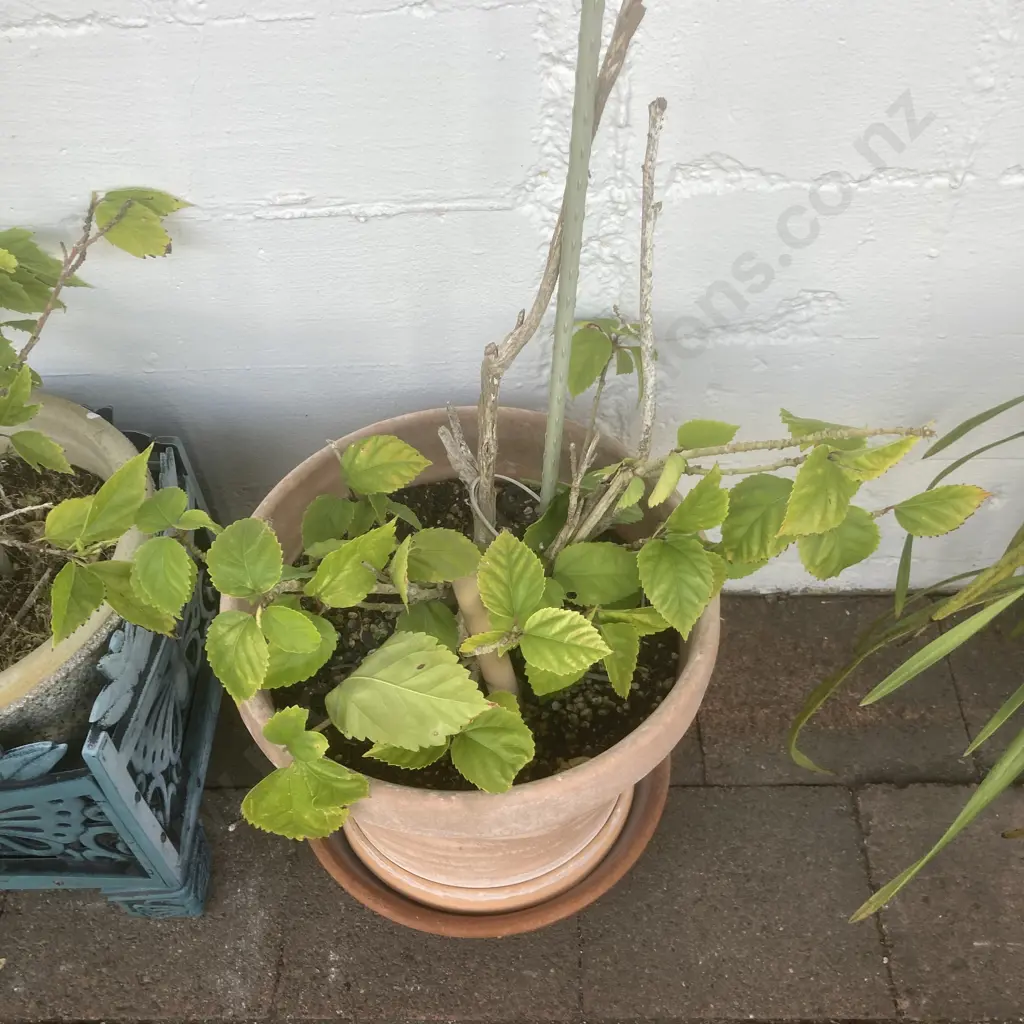 Pot Plants In Ornate Pot Stands x 2 With a Plant In Pot Image 1++