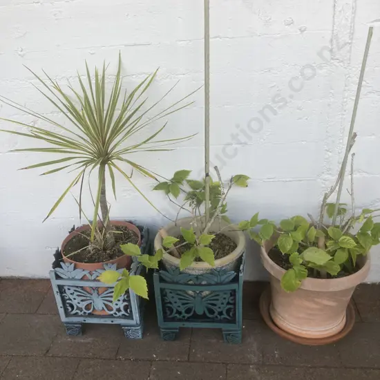 Pot Plants In Ornate Pot Stands x 2 With a Plant In Pot
