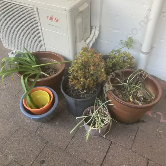 Lot of Potted Plants & Plant Pots