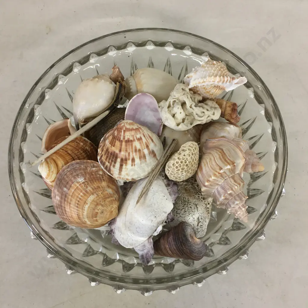 Assorted Shells In Vintage Glass Bowl Image 1++