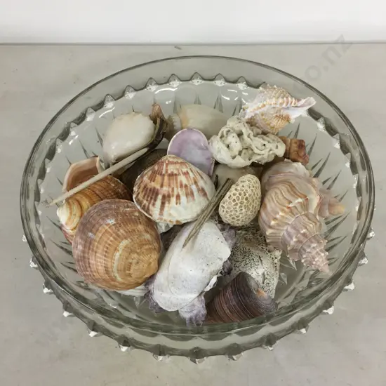 Assorted Shells In Vintage Glass Bowl