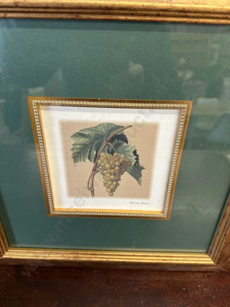 Pair Of Gilt Framed Artwork 'Muscat Blanc' & 'Muscat Noir' 37x37cm Image 1++
