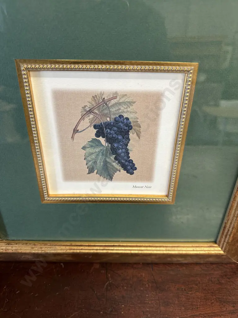 Pair Of Gilt Framed Artwork 'Muscat Blanc' & 'Muscat Noir' 37x37cm Image 1++