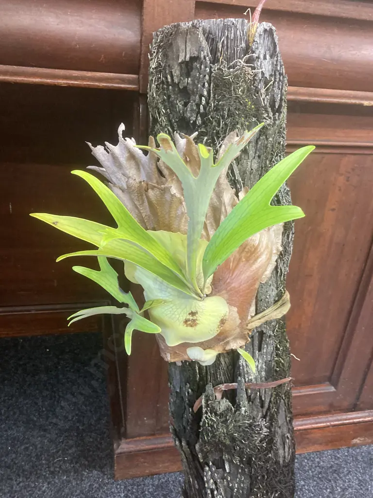Faux Staghorn Fern On  Ponga Piece. 92cm Image 1++