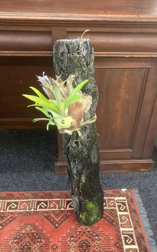 Faux Staghorn Fern On  Ponga Piece. 92cm Image 1++