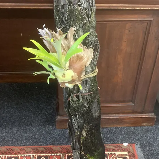 Faux Staghorn Fern On  Ponga Piece. 92cm