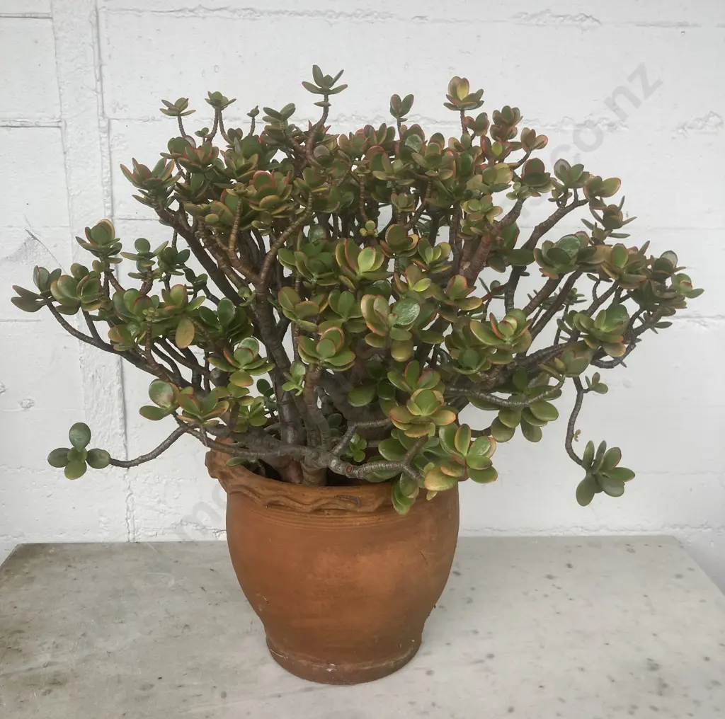 Jade Plant 40cm in a 27cm Terracotta Planter Image 1++