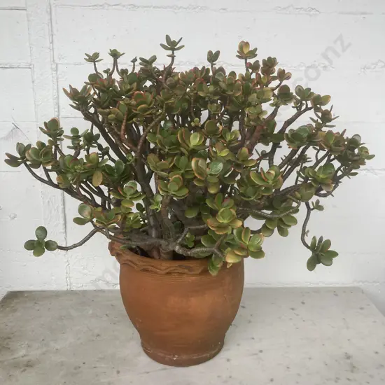 Jade Plant 40cm in a 27cm Terracotta Planter