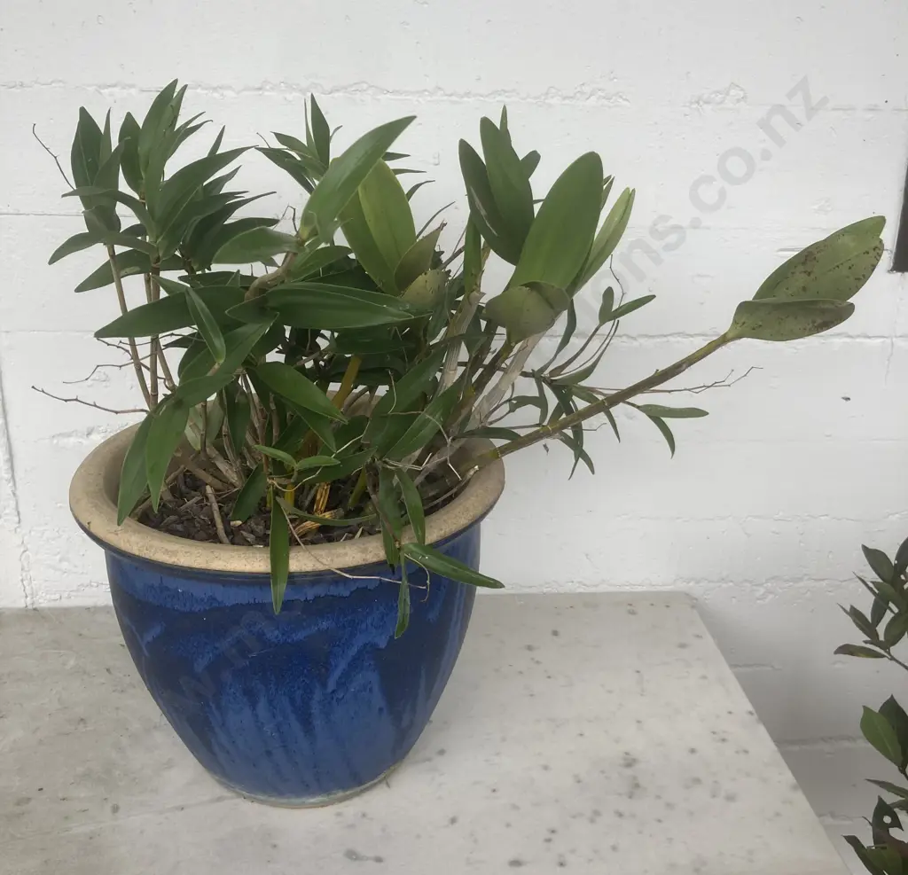 Cattleya Orchid in Glazed Blue 32cm Planter Image 1++