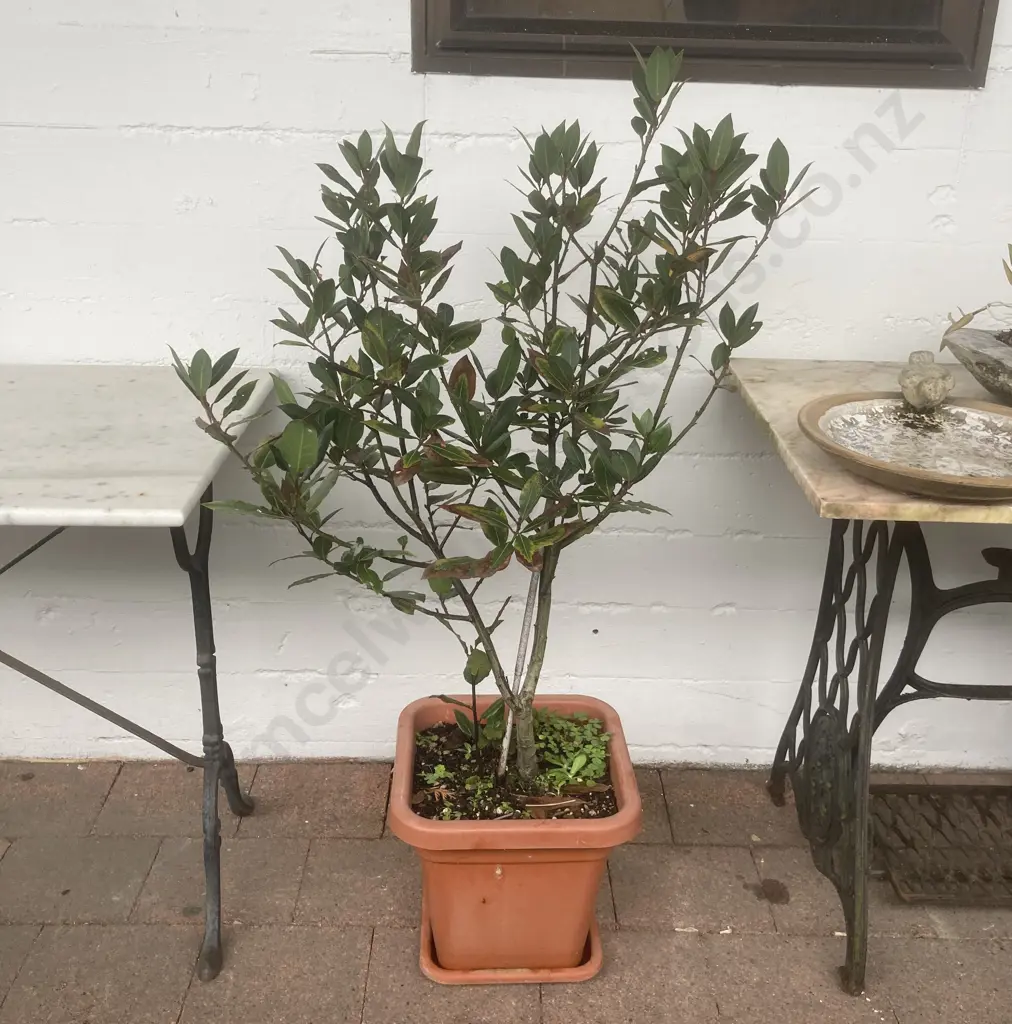 Bay Laurel Tree 90cm In a 30cm High Square Plastic Pot Image 1++