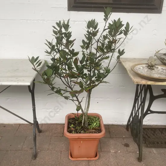 Bay Laurel Tree 90cm In a 30cm High Square Plastic Pot