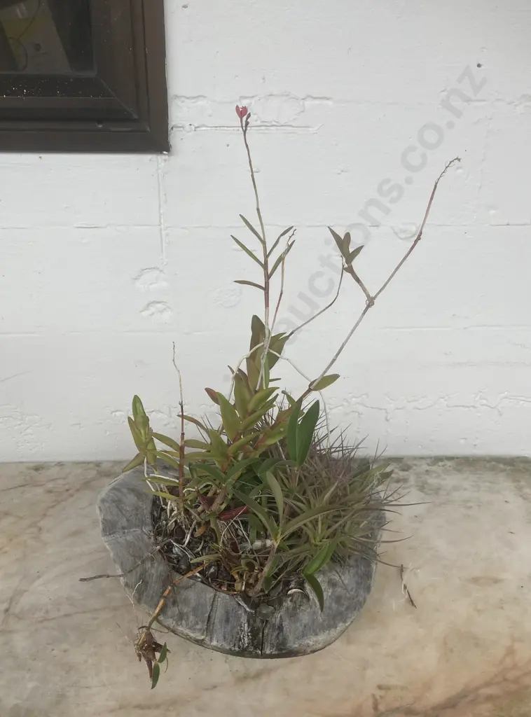 Succulents In Driftwood Bowl Image 1++