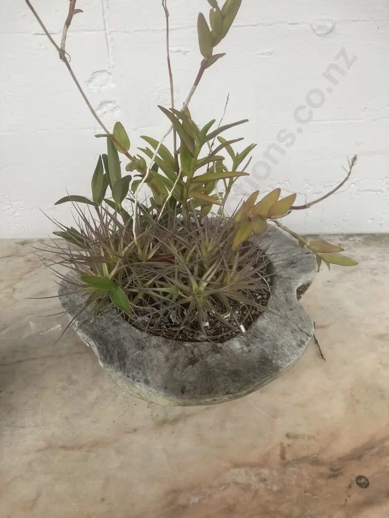 Succulents In Driftwood Bowl Image 1++