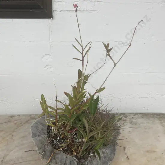 Succulents In Driftwood Bowl