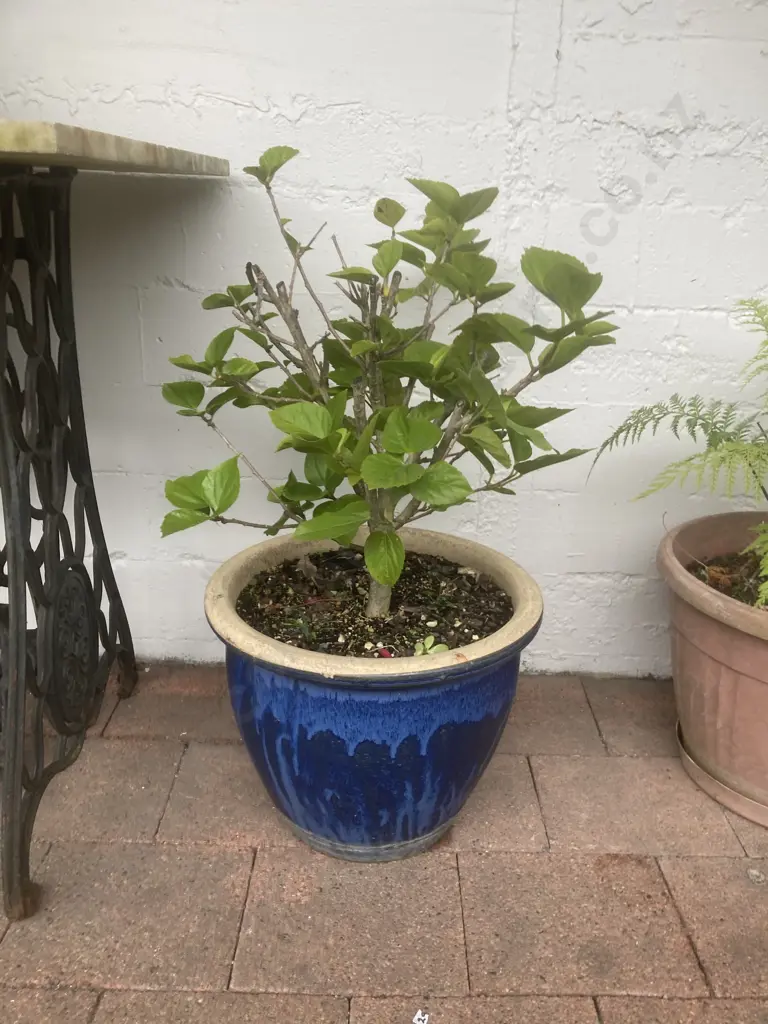 Hibiscus Plant 47cm In a Glazed Blue 32cm Planter Image 1++