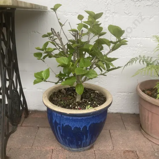 Hibiscus Plant 47cm In a Glazed Blue 32cm Planter