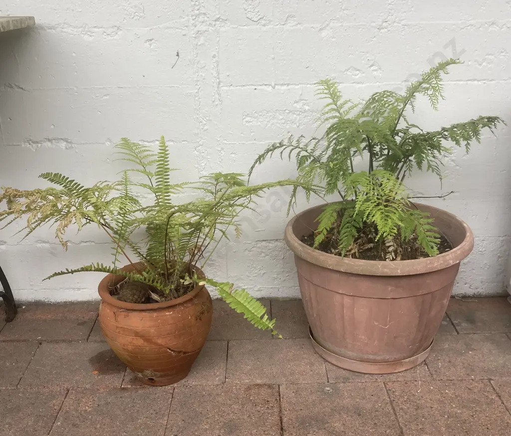 Fern In Terracotta Planter & Fern In Plastic Planter Image 1++