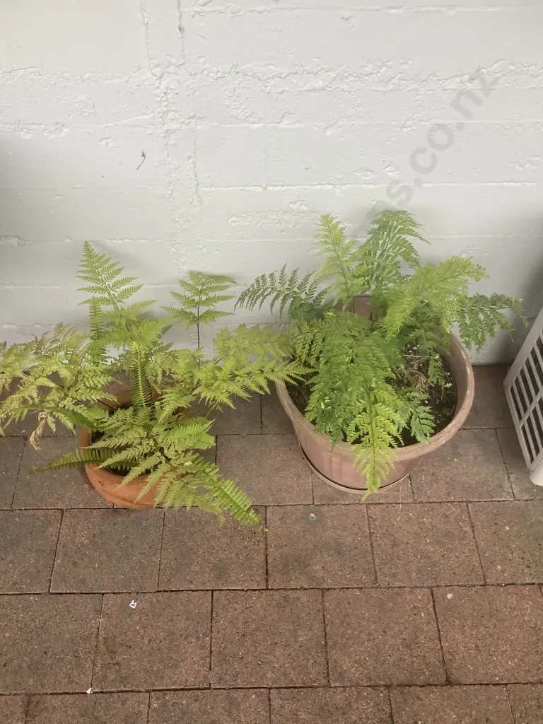 Fern In Terracotta Planter & Fern In Plastic Planter Image 1++