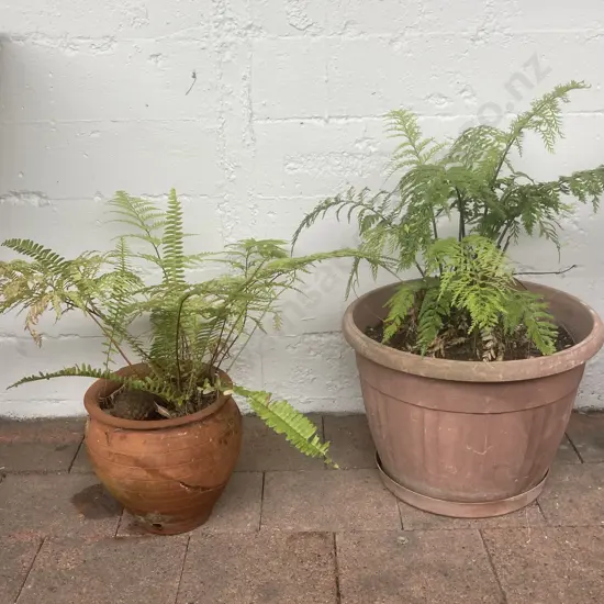 Fern In Terracotta Planter & Fern In Plastic Planter