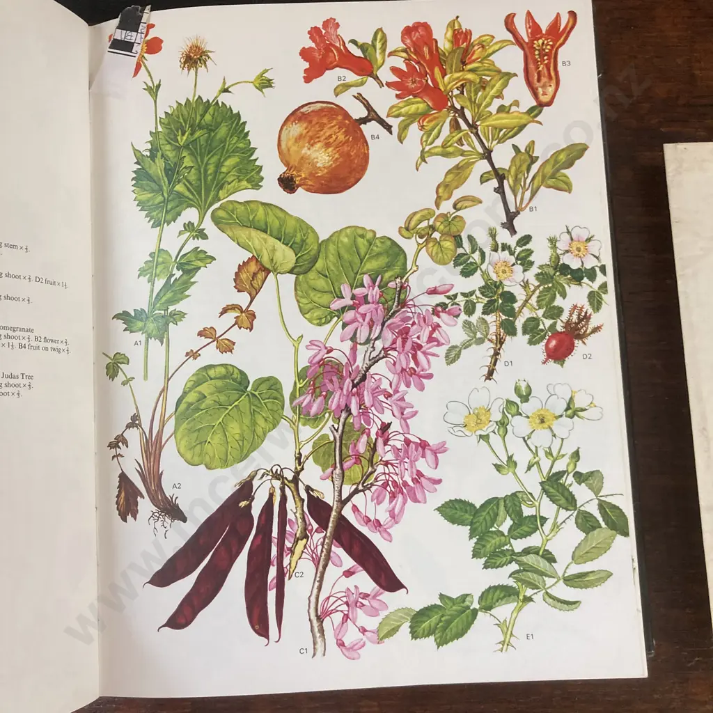 Wild Flowers of the World: Paintings by Barbara Everard, Text by Brian D. Morley Image 1++
