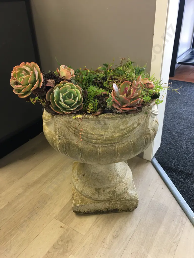 Vintage Concrete Planter With Succulents. 47 x 40cm Image 1++