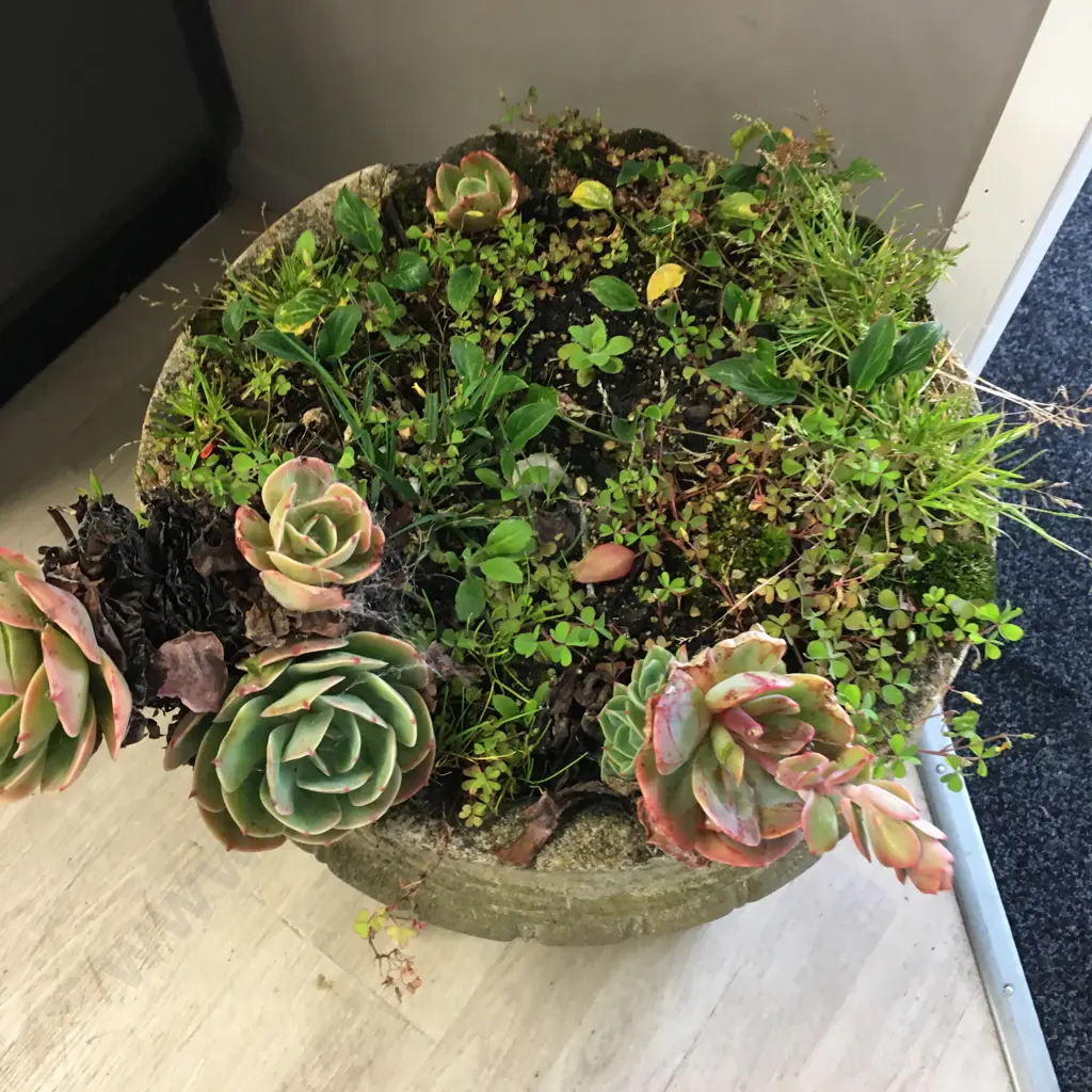 Vintage Concrete Planter With Succulents. 47 x 40cm Image 1++