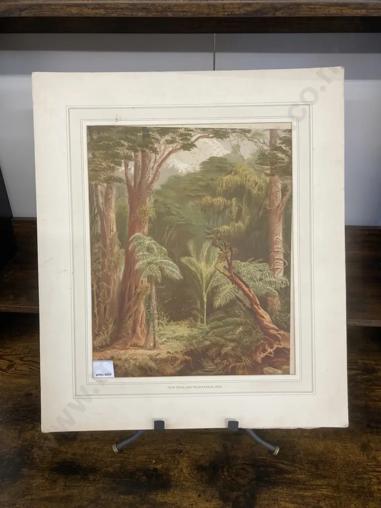 John Gully Print New Zealand Forest Vegetation 1877. 54 x 46cm Image 1++