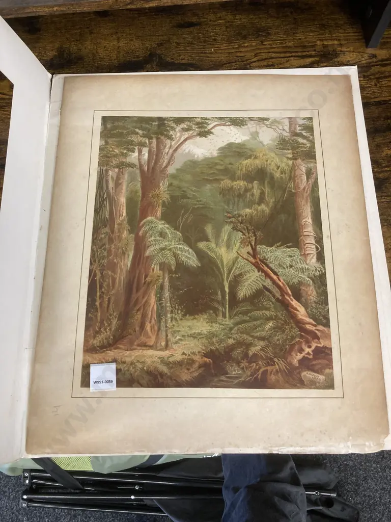 John Gully Print New Zealand Forest Vegetation 1877. 54 x 46cm Image 1++