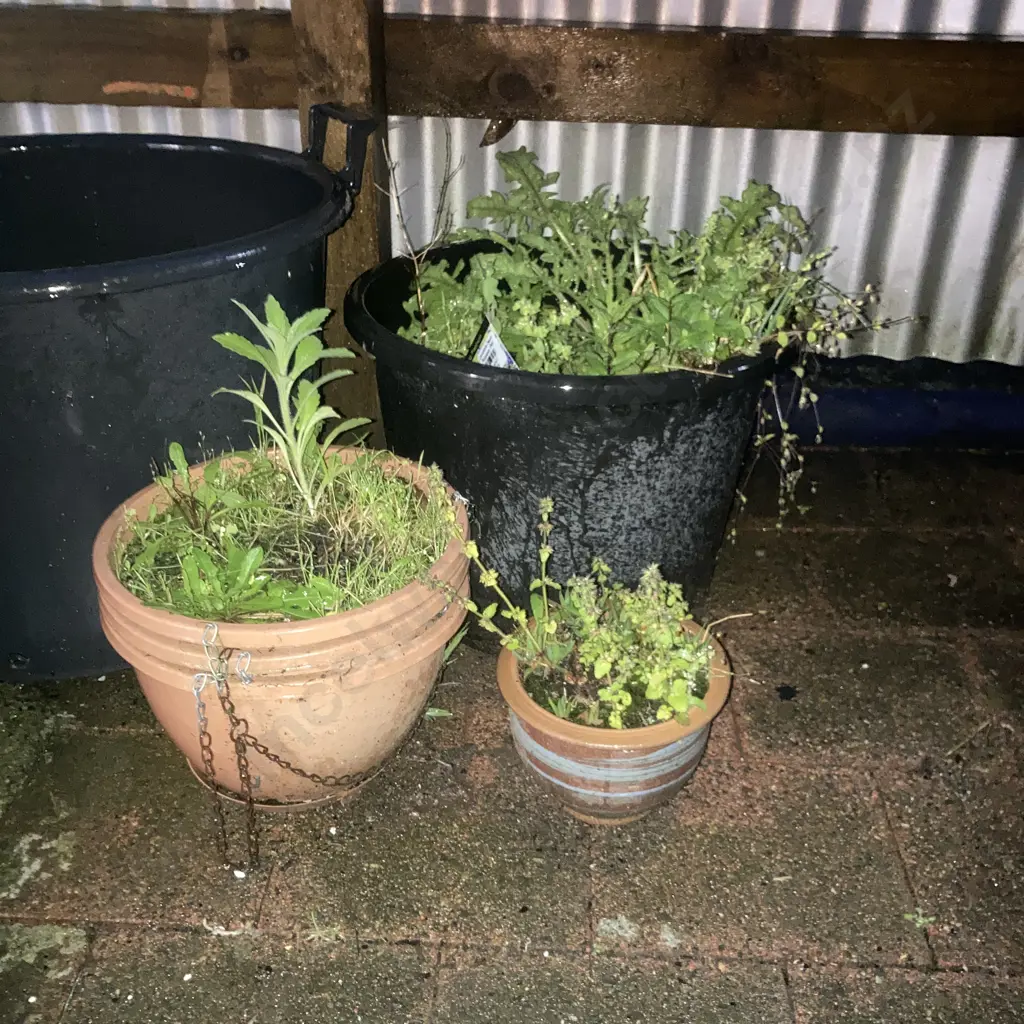 Garden Trug & Assorted Pots & Plants Image 1++