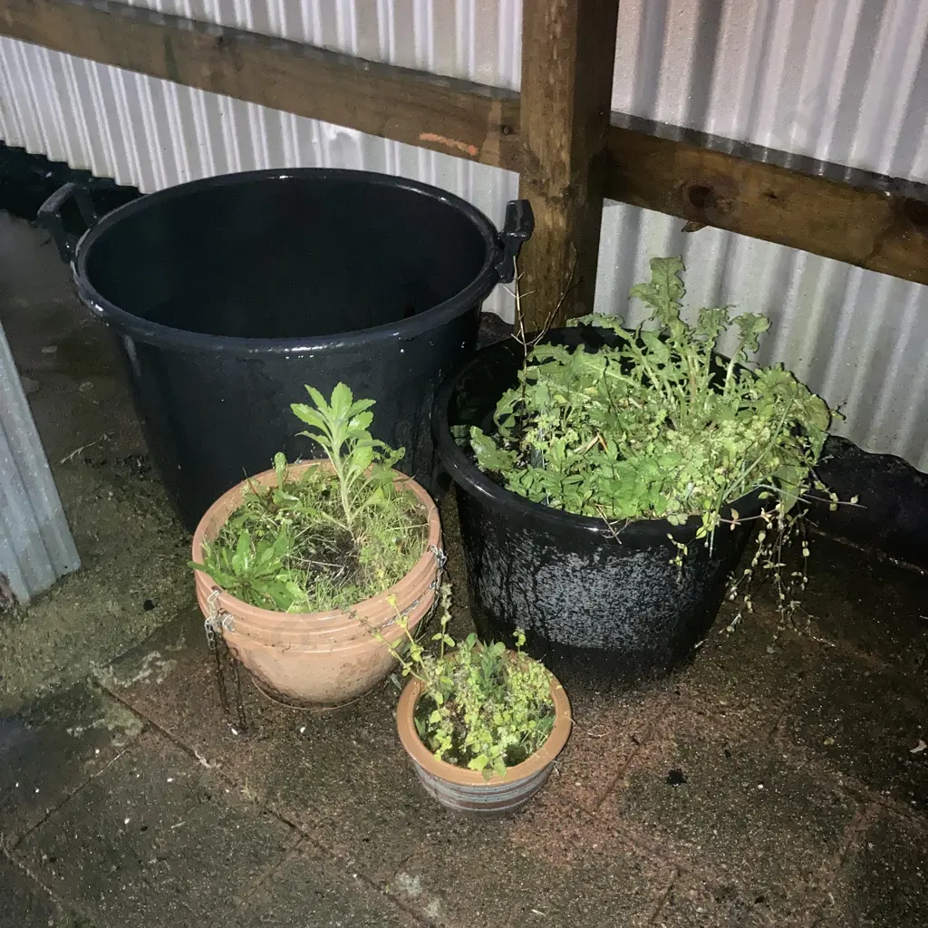 Garden Trug & Assorted Pots & Plants Image 1++