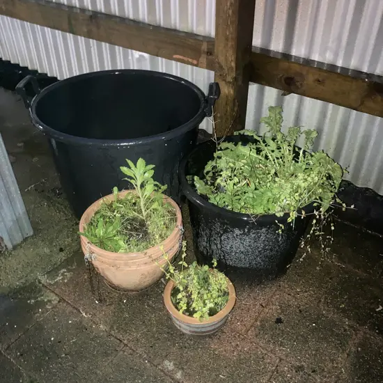 Garden Trug & Assorted Pots & Plants