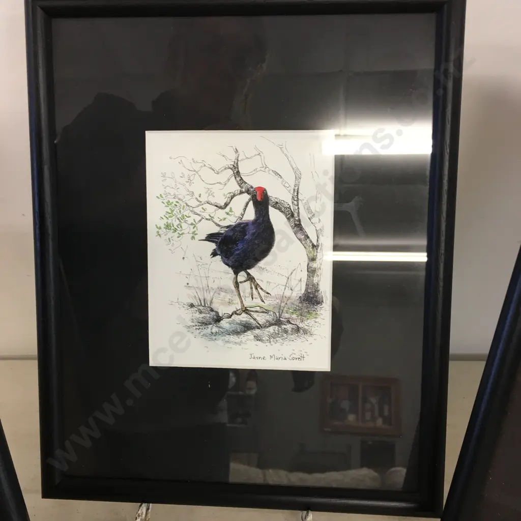 Framed Artwork x3 By Jayne Maria Sprott Of Tui, Pukeko & Kiwi Image 1++