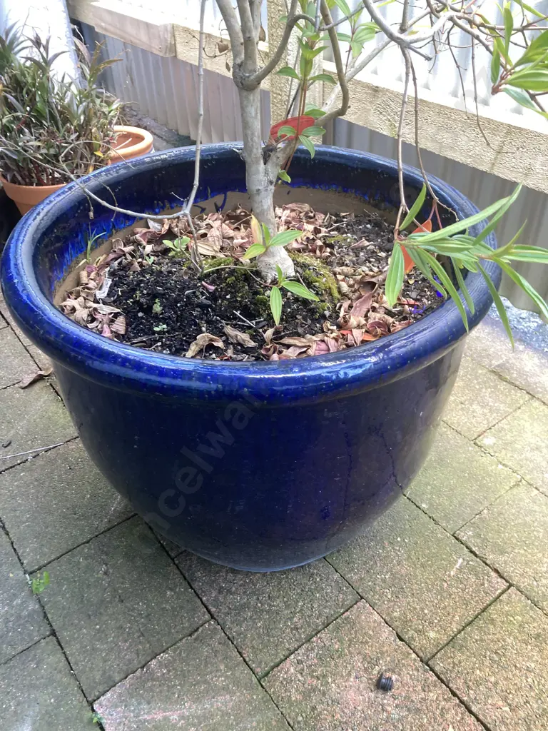 Leucadendron In Large Blue Glazed Planter. H140cm Image 1++