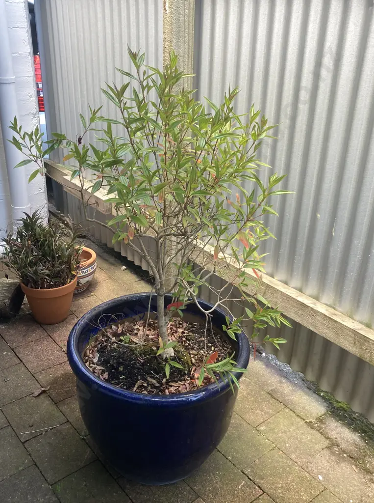 Leucadendron In Large Blue Glazed Planter. H140cm Image 1++