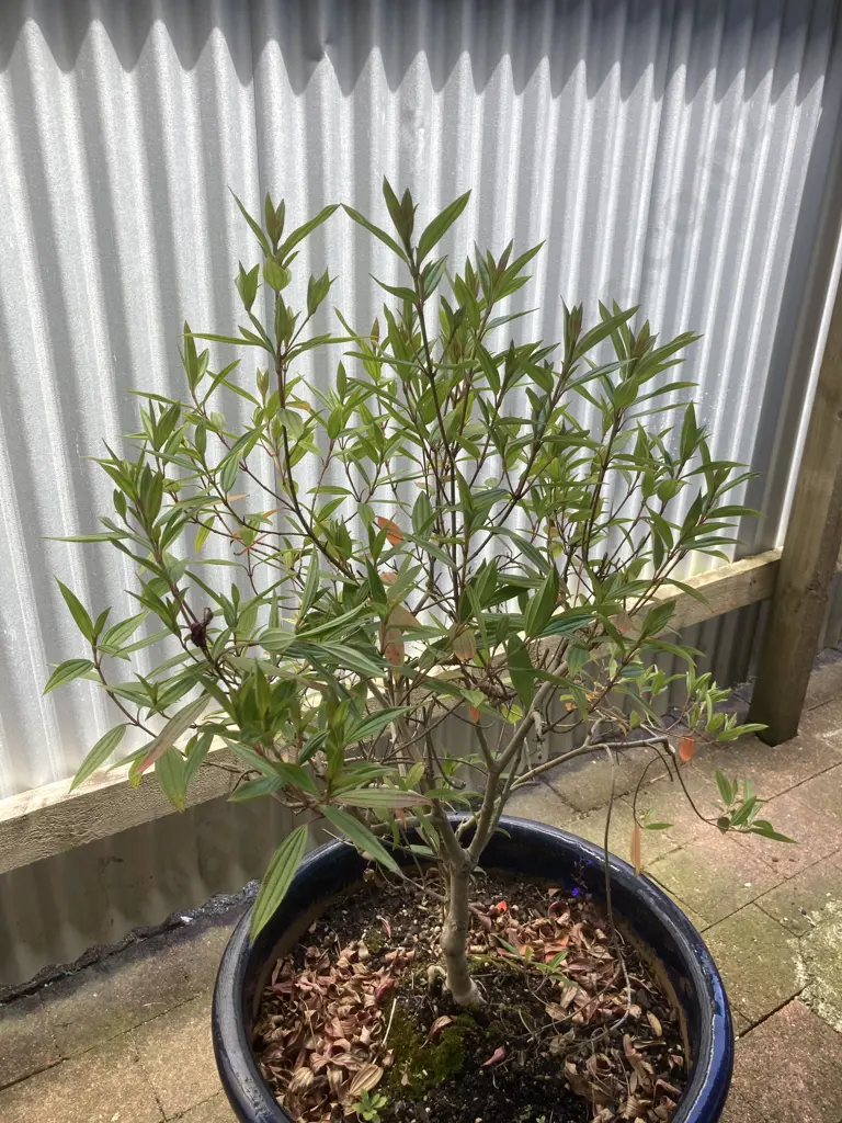Leucadendron In Large Blue Glazed Planter. H140cm Image 1++