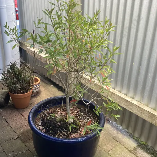 Leucadendron In Large Blue Glazed Planter. H140cm