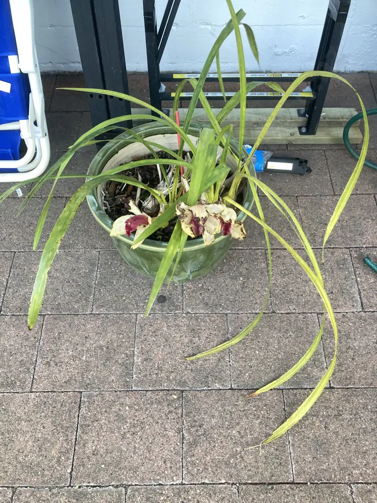 Orchid in Green Glazed 29 x 38cm Planter Image 1++