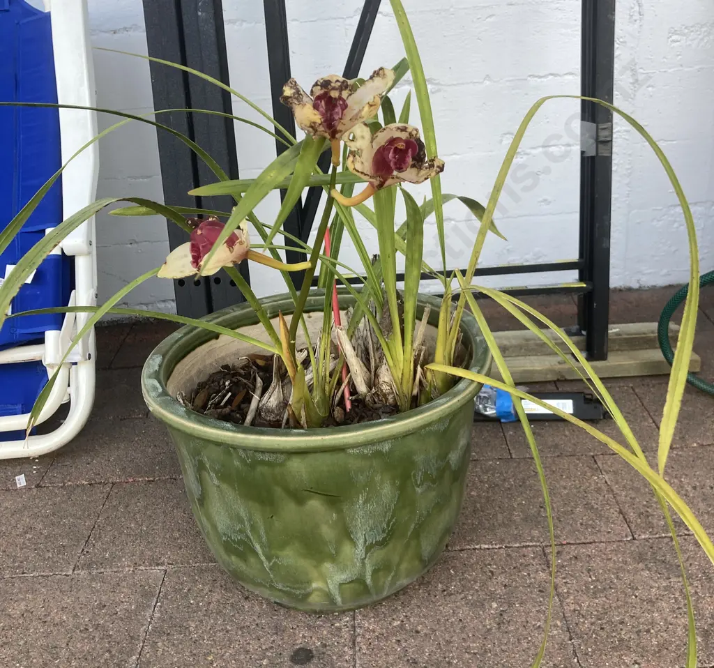 Orchid in Green Glazed 29 x 38cm Planter Image 1++