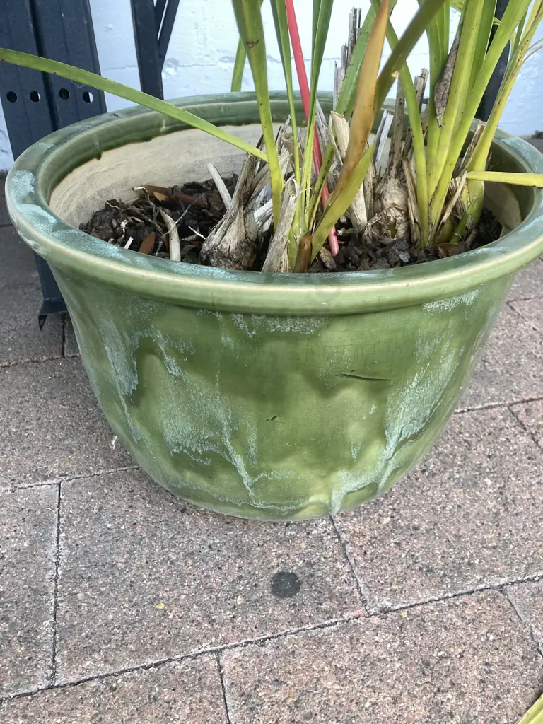 Orchid in Green Glazed 29 x 38cm Planter Image 1++