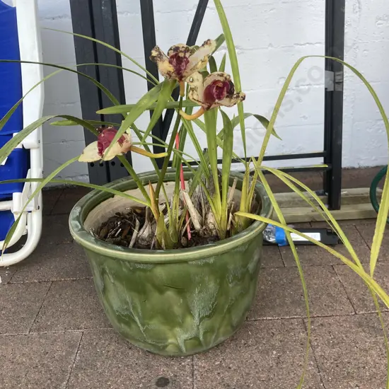 Orchid in Green Glazed 29 x 38cm Planter