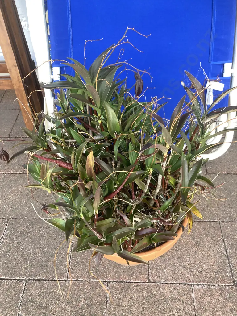 Tradescantia In Plant Pot. H55cm Image 1++
